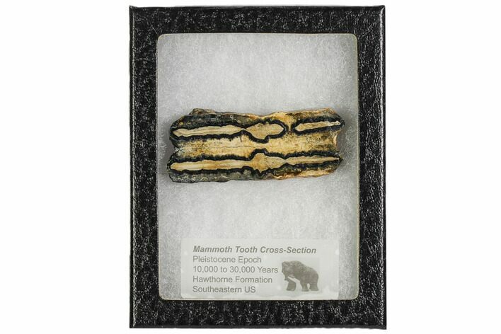 Mammoth Molar Slice With Case - South Carolina #106542